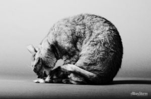 Allan Sturm Photography of a cat