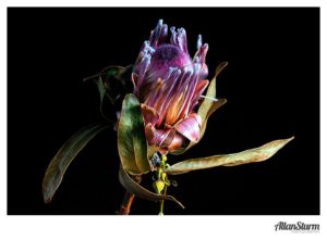 Allan Sturm Photography of single flower
