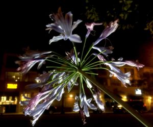 allan-sturm-photography-flower