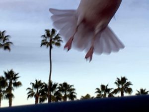 allan-sturm-photography-bird